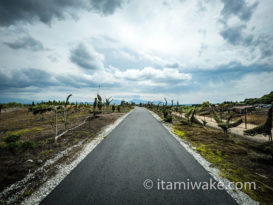 阿蘇の千羽鶴鹿公園で植木アートを見る