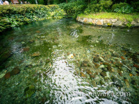 熊本県阿蘇の白川水源で涼む。入場料200円で湧水飲み放題