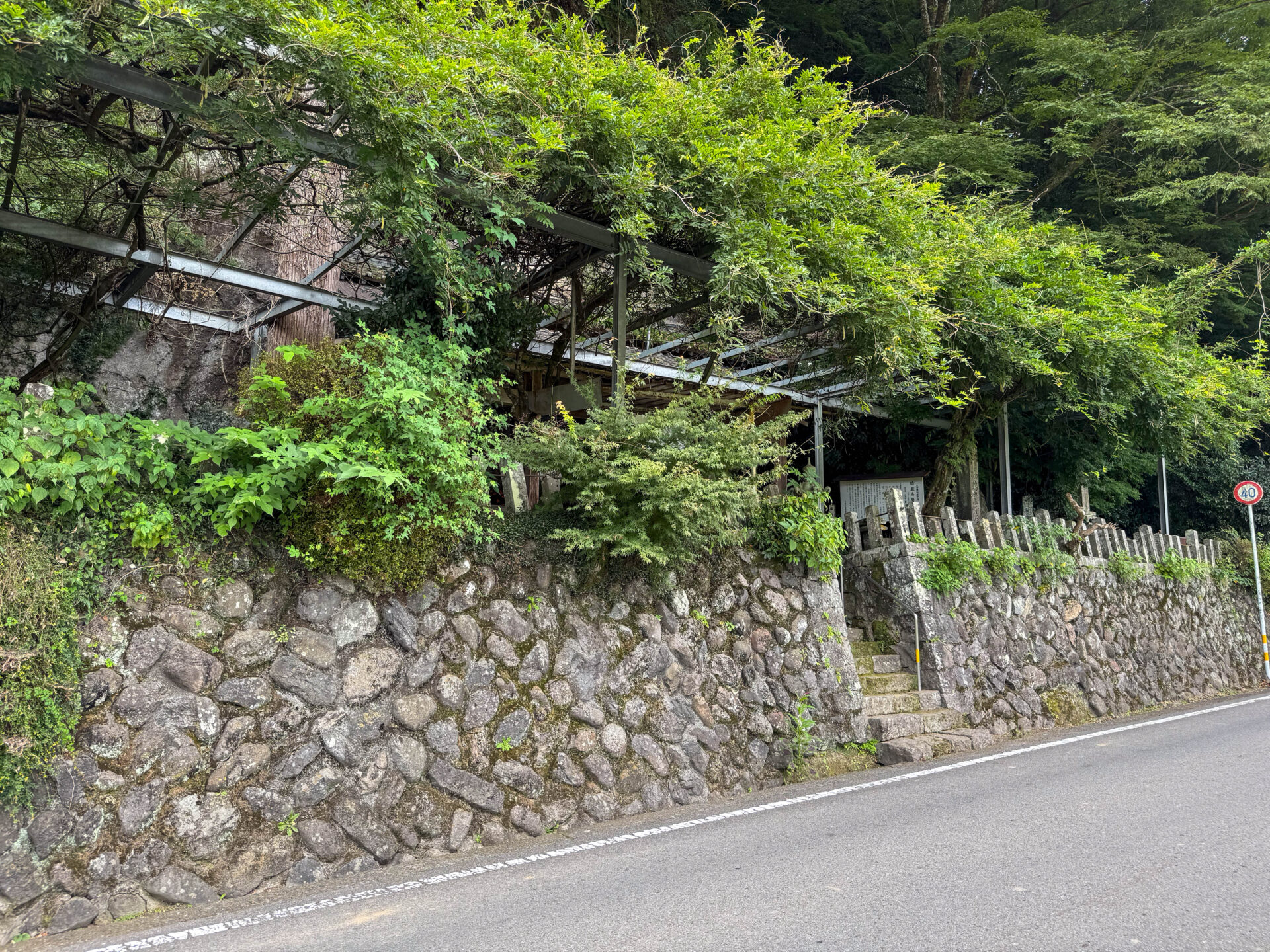 頭上にあるのはおそらく藤の花