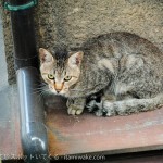 猫の街！広島県の尾道で、猫を撮影しながら小道を行く