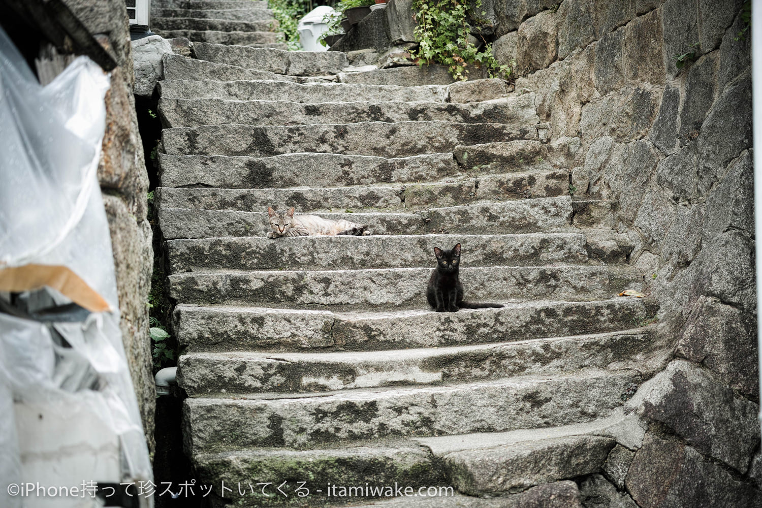 階段上の黒猫