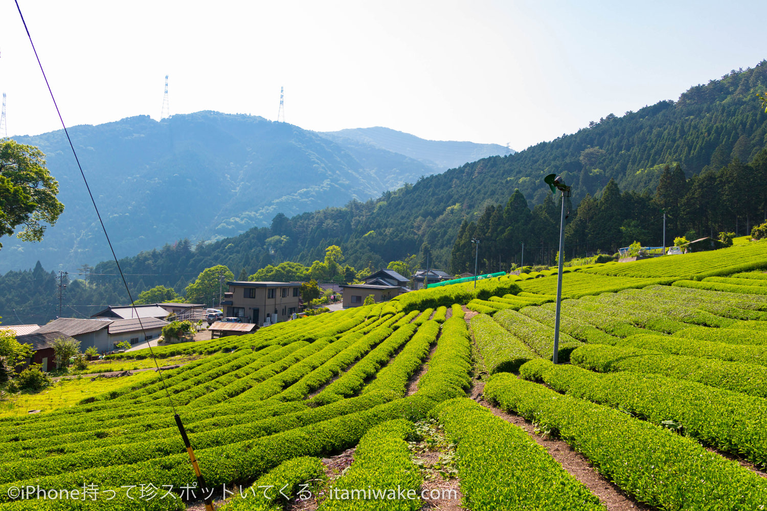 山の斜面にある茶畑
