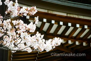 覚王山日泰寺の桜は満開でした
