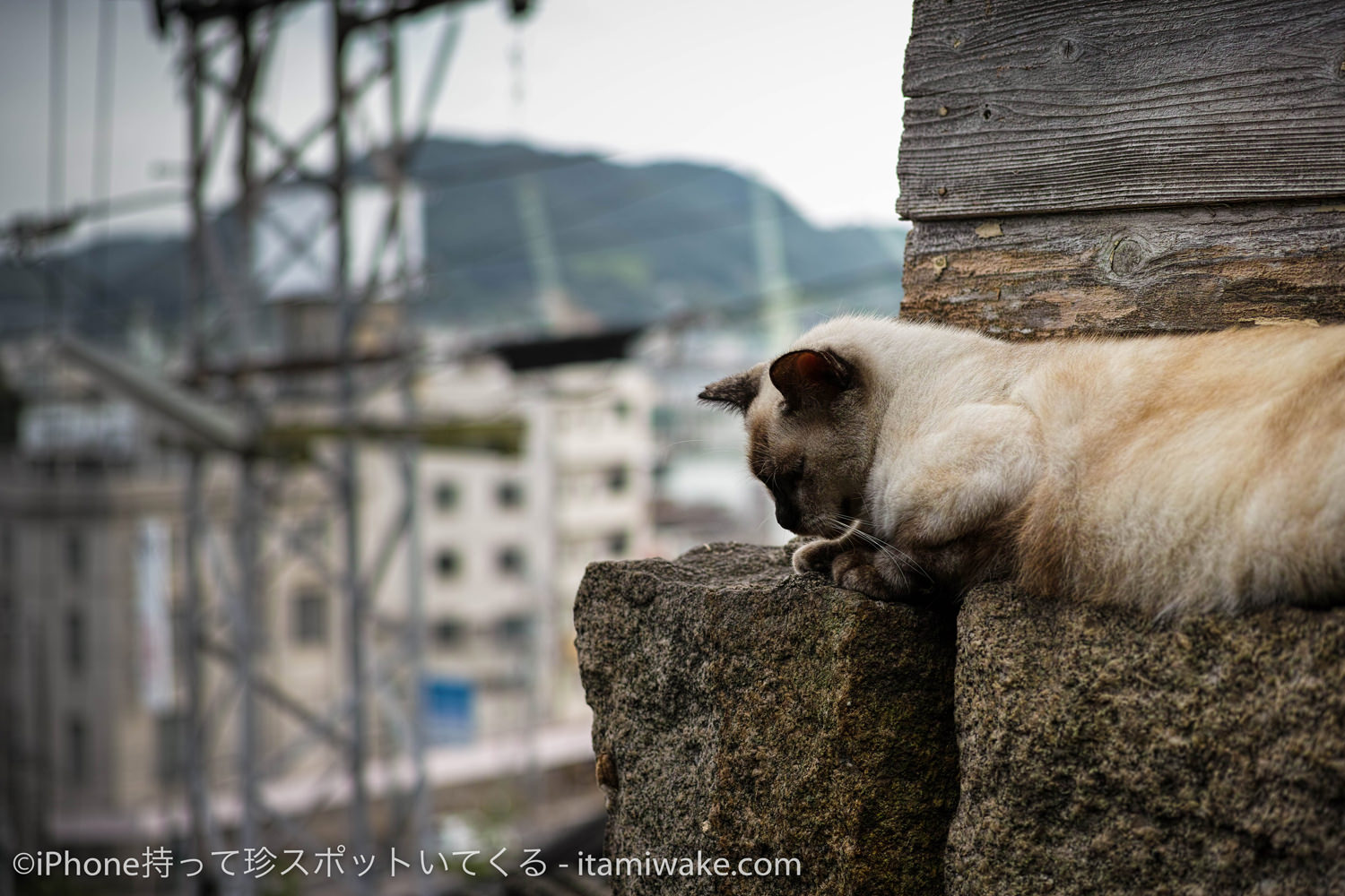 石垣の上の猫