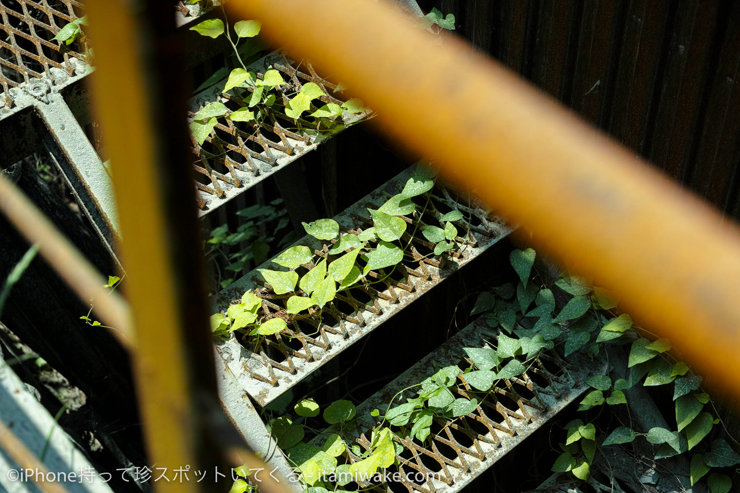 階段の隙間から生える植物