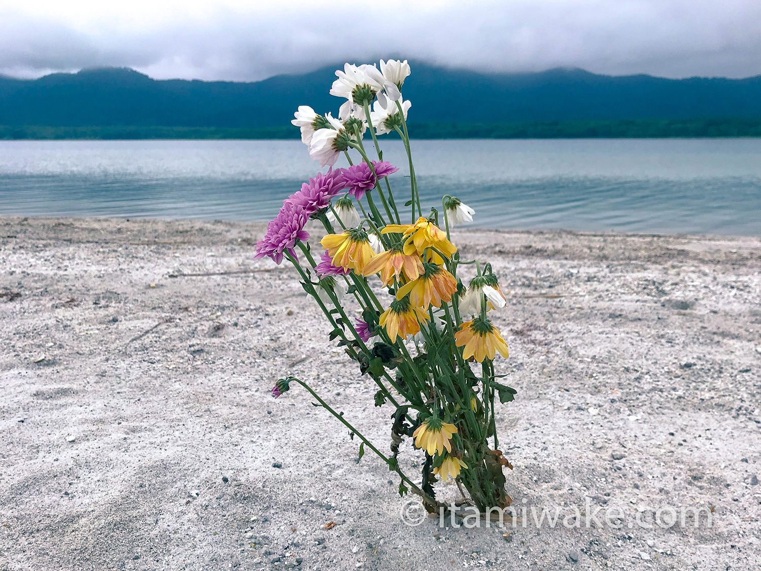 宇曽利湖と花
