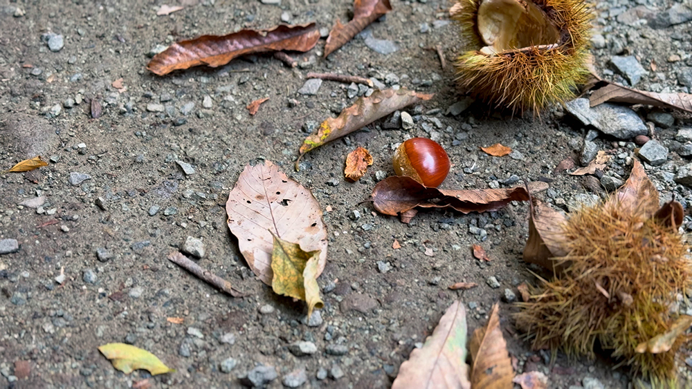 栗だ!野生の栗!