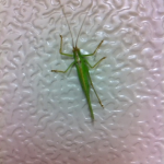 キリギリスにベートーベンの運命を歌わせてみた