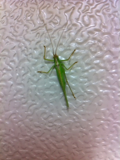 キリギリスにベートーベンの運命を歌わせてみた