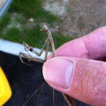 バイト中に見つけた虫シリーズ