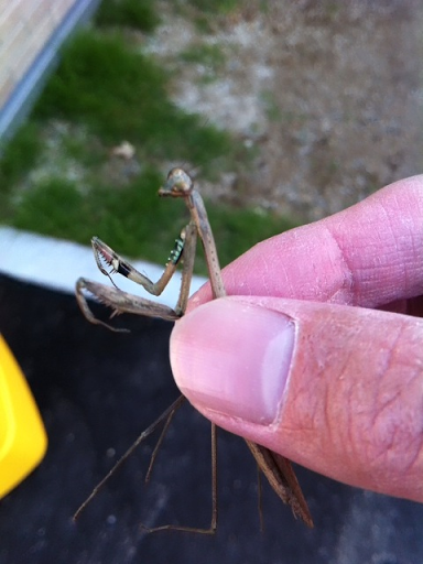 バイト中に見つけた虫シリーズ