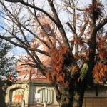 西尾市常福寺の「刈宿の大仏」はミステリースポット？