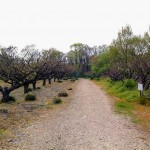 相生山緑地で発見！徳林寺の鐘楼がヤバイ！葉書供養塔が面白い！なんだここ！？