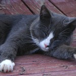 8/18～？　Sleep Cycleよりも正確！？睡眠ログを記録してくれる"Sleep Time"が無料セール中