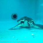 水没したカメラが復活するまでにやったこととやるべきことのまとめ