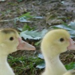 Analyticsの重複には要注意！正確なアクセス数を知るためにはブログのソースを要確認！