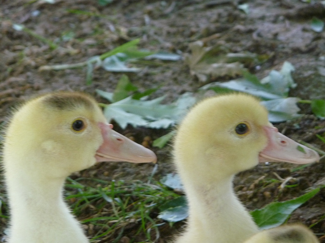 Analyticsの重複には要注意！正確なアクセス数を知るためにはブログのソースを要確認！