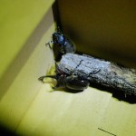 複眼RSSにサムネイル＋記事のタイトルを表示させて内容をわかりやすくする方法