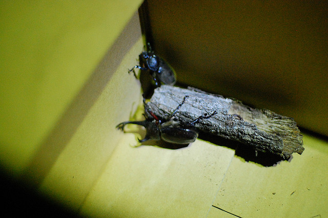 複眼RSSにサムネイル＋記事のタイトルを表示させて内容をわかりやすくする方法