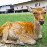 JR奈良駅から歩いて30分！（遠いよ）東大寺『奈良の大仏』を見てきました