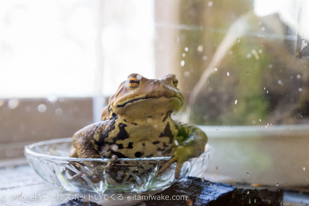 茶臼山高原のカエル館が珍スポットすぎて5年間フリーパス買った