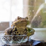 茶臼山高原のカエル館が珍スポットすぎて5年間フリーパス買った