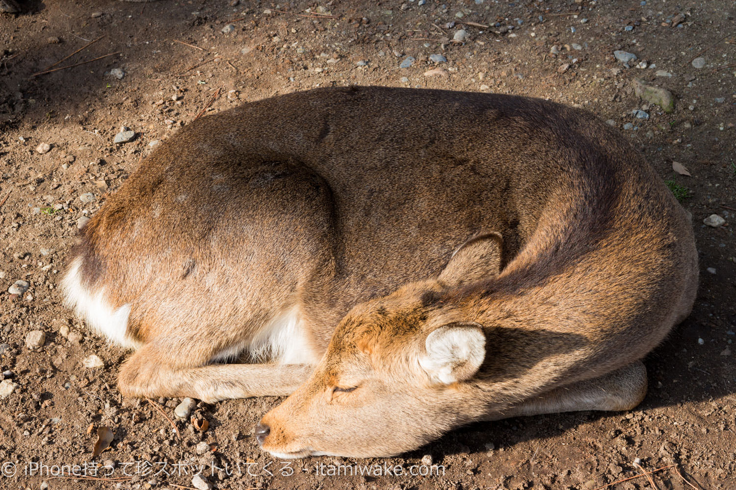 寝てるメスの鹿