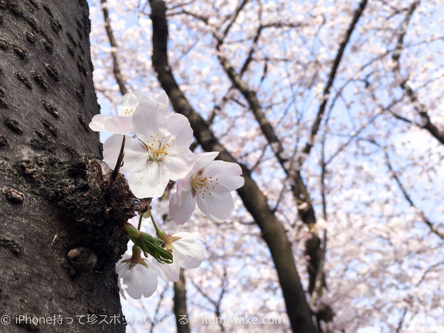 iPhone6で撮影した桜の花
